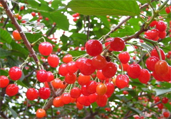 上海樱桃采摘地