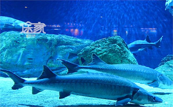 北京动物园海洋馆门票多少钱 北京动物园海洋