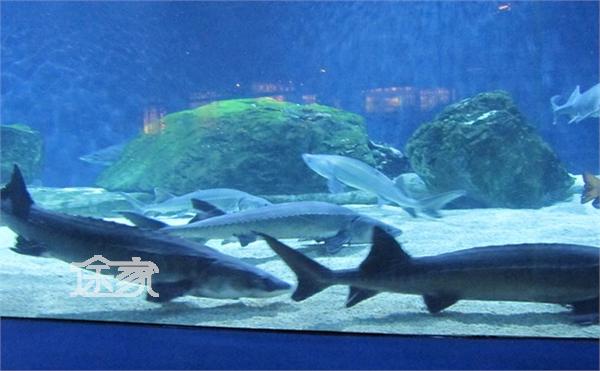 北京动物园海洋馆门票多少钱 北京动物园海洋