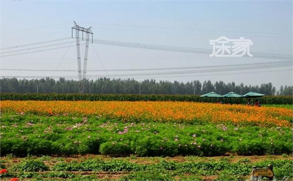 于家务花仙子万花园