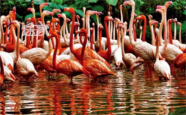 长隆野生动物园动物表演时间 2014长隆野生动