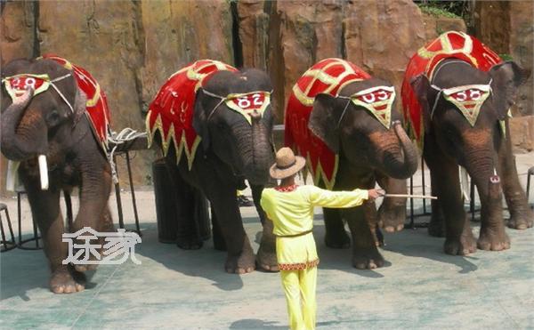 长隆野生动物园动物表演时间 2014长隆野生动