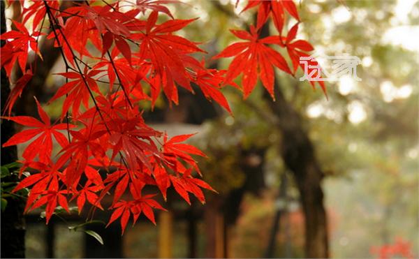 红叶的句子,红叶的优美句子,形容红叶的美句_大山谷图库