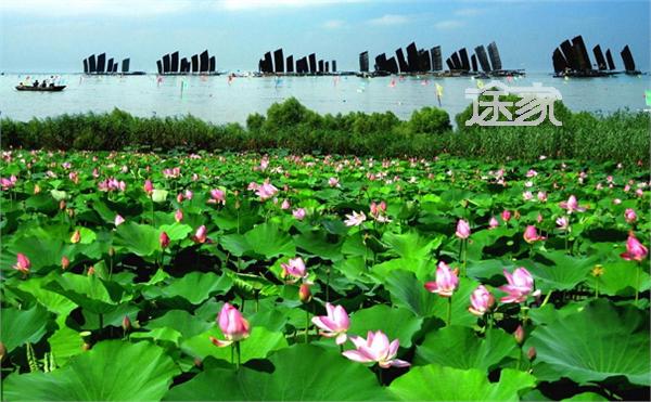 泗洪洪泽湖湿地公园_泗洪湿地公园门票收入