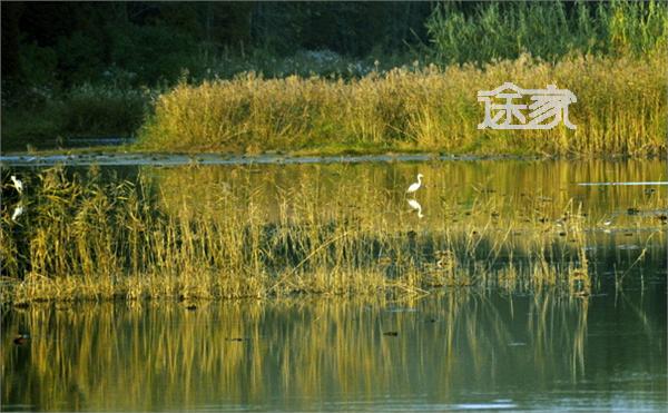 泗洪洪泽湖湿地公园_泗洪湿地公园门票收入